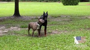 Pitbull Showing Strong Dominant Behavior At Doberman