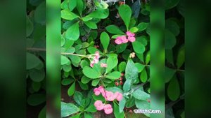 РОЗОВЫЕ КУСТЫ