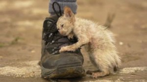 Учитель Ивановой Софьи читает стихотворение "Котенок" Марины Бородицкой