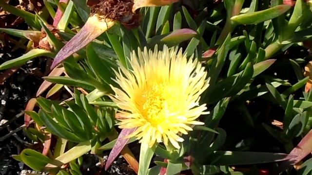 Uña de gato: Carpobrotus edulis (www.riomoros.com) смотреть онлайн