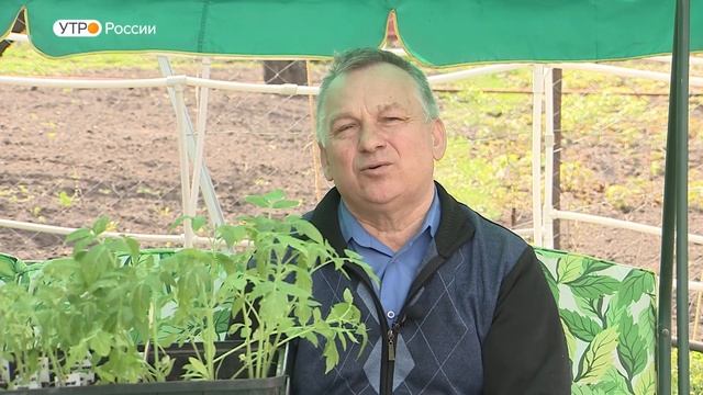 Подкормка помидор удобрением Универсал - 2 Сад и огород (Весна - Лето).