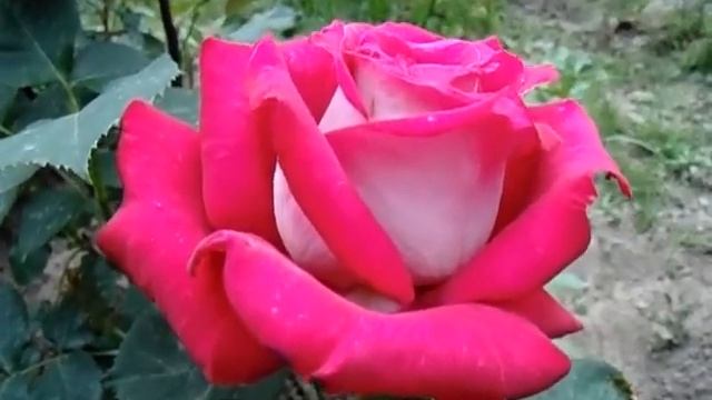 Роза Моника Белучи смотреть онлайн