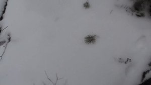 Обзор сработавшей ловушки на соболя