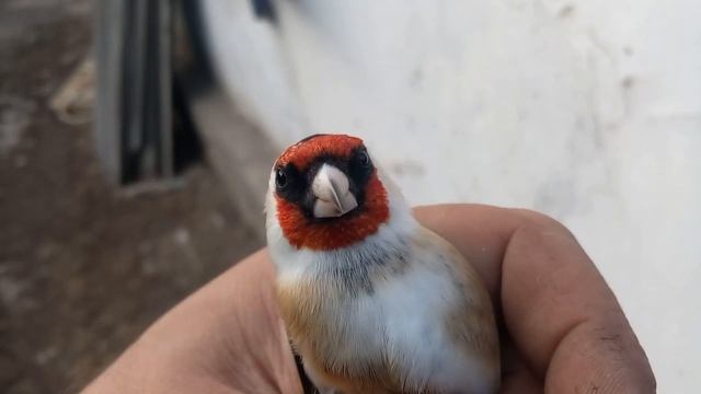 черноголовый щегол огневик