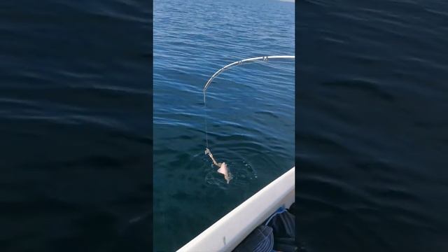 Рыбалка в Анапе. Ловля черноморской лисы в Анапе. Рыбалка на чёрном море ноябрь 2020 г.
