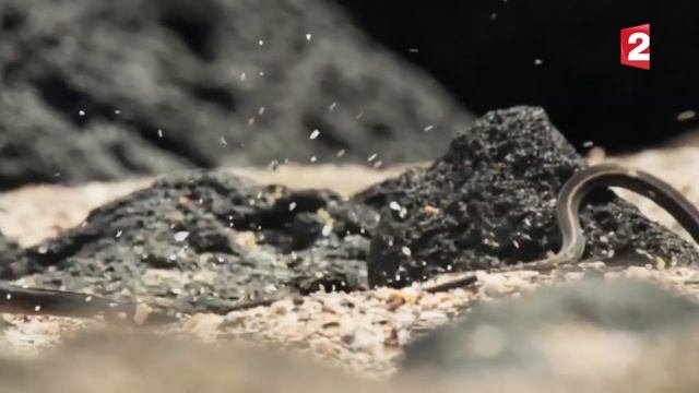 Змеи против игуаны Максимальное напряжение смотреть онлайн