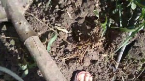 Благоприятна ли Кубань для картофеля?Часть1.Сорт Афганка