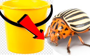 Как избавиться за 3 минуты от колорадского жука на картошке навсегда!!