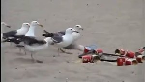 приколы Чайки и слабительное ??