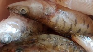 Рыбный суп с перловкой,вкуснее не бывает.