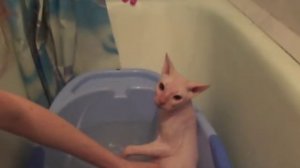 Морской бой купаем сфинкса Каспера. dangerous Sphinx cat bathing