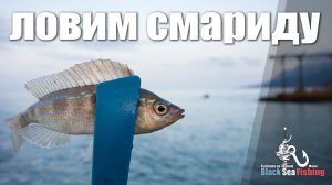 Ловим Смариду! Черноморский окунь на микроджиг.