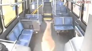 Косуля через лобовуху залезает в автобус