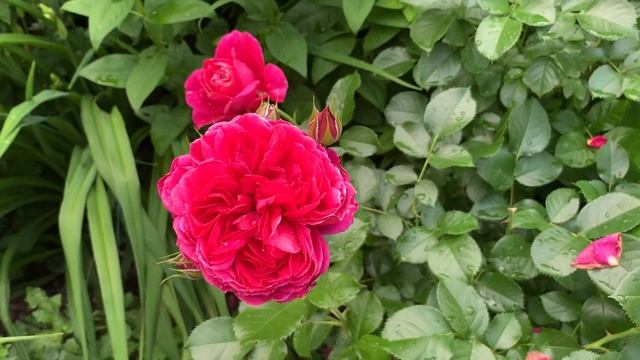 ШАНТАЛЬ МЕРЬЕ,Ювілей принца Монако, Соул,Жан Кокто,Альбрехт Дюрер, Лав Сонг. смотреть онлайн