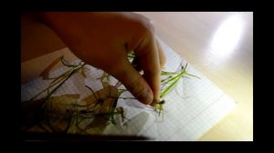 Как сделать идеальный аквариум для мальков?