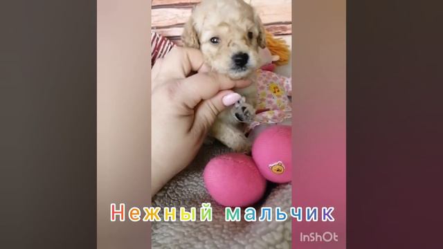 Мини мальтипу