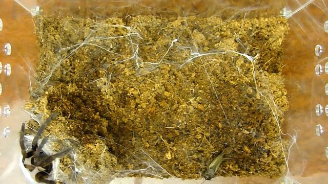 Охота паука-птицееда на сверчка. Chilobrachys fimbriatus смотреть онлайн