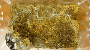 Охота паука-птицееда на сверчка. Chilobrachys fimbriatus