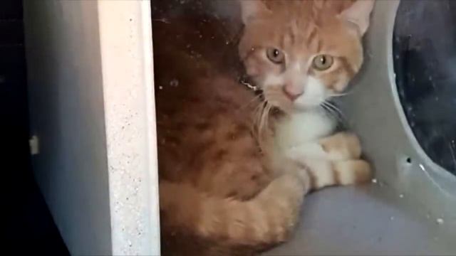 Она думала, что кот просто сидит, но пригляделась и закричала от ужаса!