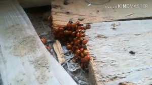 Зимовка божьих коровок