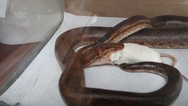 Змея поедает... Мышь! смотреть онлайн
