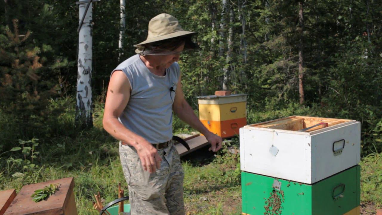 медовый спас2020, отбор мёда смотреть онлайн