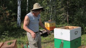 медовый спас2020, отбор мёда