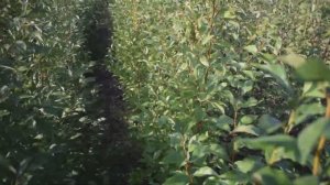 Агро Сад - питомник саженцев. Видео 2020.