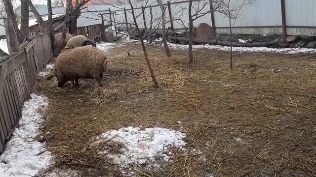 Венгерская мангалица мясо корректор