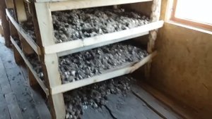 Помещение для сушки чеснока готово, завезли первую партию чеснока на сушку