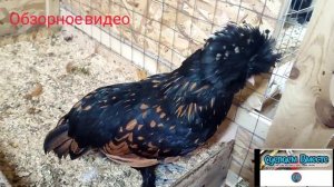 Зимний курятник. Показываю как себя чувствуют наши куры и цыплята (Обзорное виде