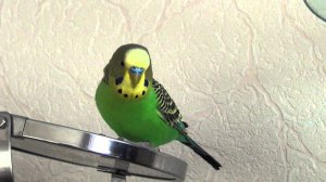 Содержание волнистых попугаев