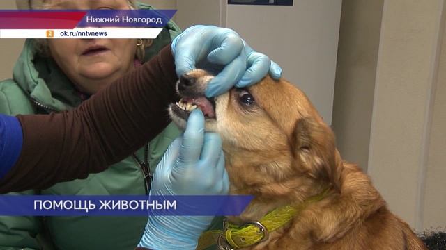 Пятый государственный ветеринарный кабинет открылся в Нижнем Новгороде