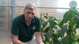 Перец Оранжевая Красавица