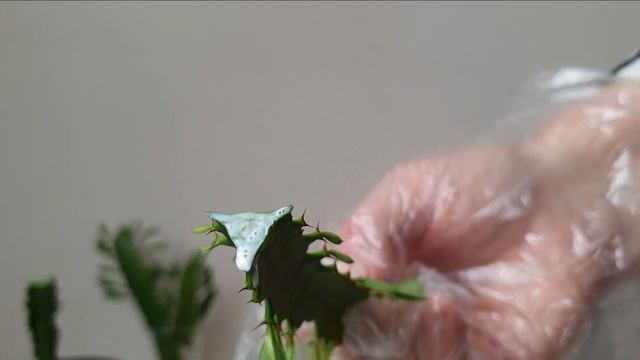 Размножение трёхгранного молочая. Комнатные растения - уход, размножение, лечебные свойства молочая смотреть онлайн