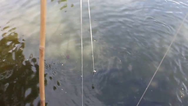 Рыбалка. Тропический сад. Тайланд смотреть онлайн