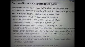 Главные розы в моем саду.