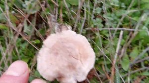 Clitocybe rivulosa, diferencias con C. dealbata y C. cerussata.