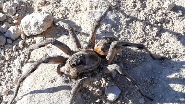 Lycosa tarantula (female) смотреть онлайн