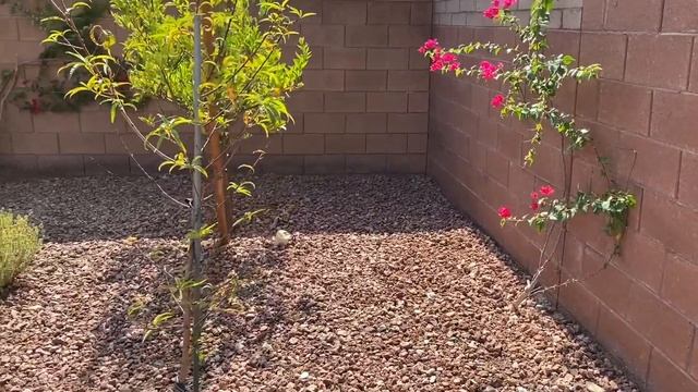 Мой фруктовый сад. Посадила ещё один гранат в горшок. Гранатовый кустарник. смотреть онлайн