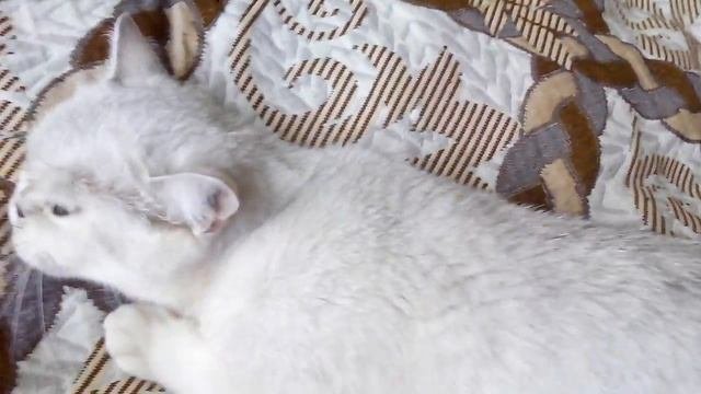 Наши шотландские кошки!Стерилизовать? Кастрировать?