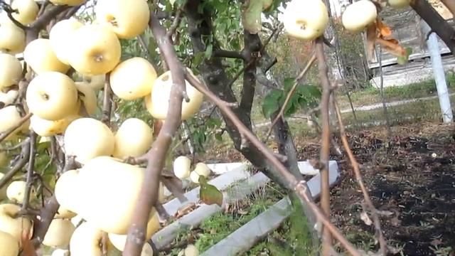 ЧУДО ЯБЛОНЯ смотреть онлайн