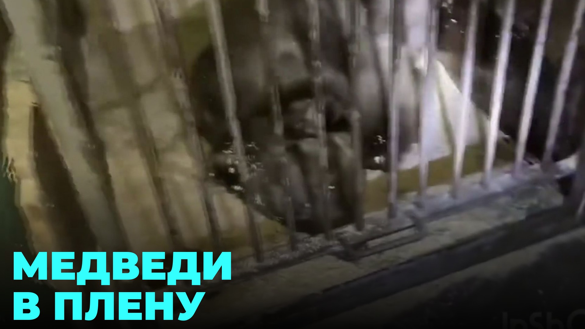 Останься в плену у зверя. Медведи в Кемеровской области.