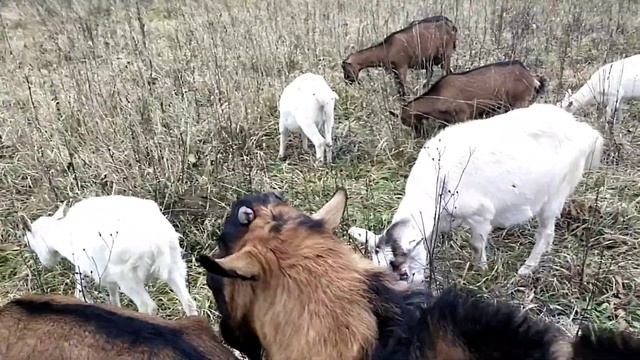 Можно ли доить козу всего раз в день??? смотреть онлайн