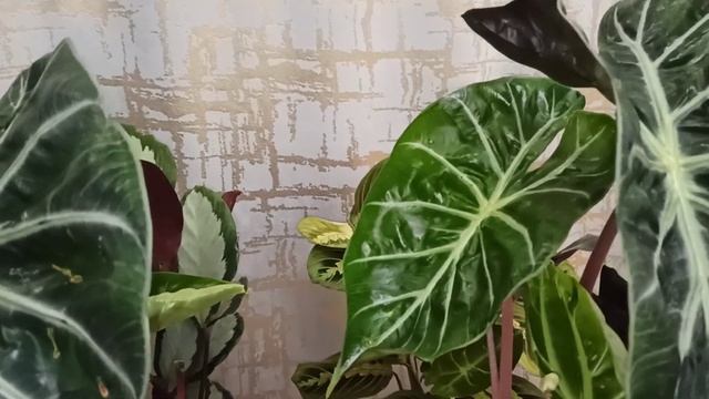 Алоказия Ночь Нейроби и другие Новинки