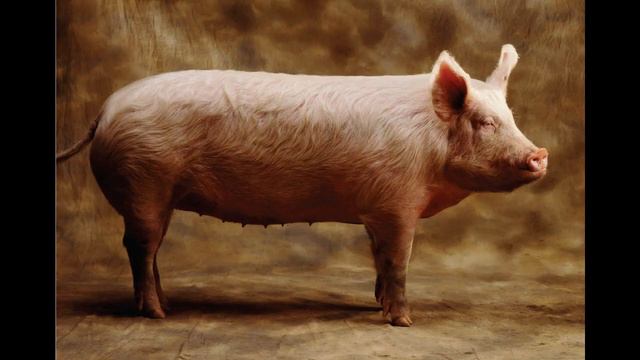 Здоровое питание 1. Белки смотреть онлайн