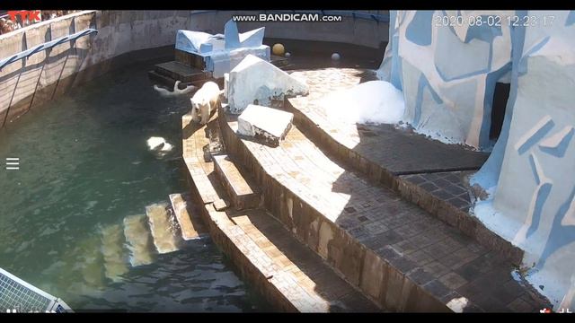 Герда наплавалась и пошла отдыхать 02.08.2020 смотреть онлайн