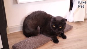 Как приучить кошку к когтеточке: 4 совета