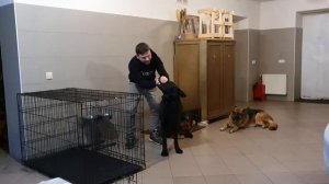 Как приучить собаку к месту (домик, будка, клетка, вольер)