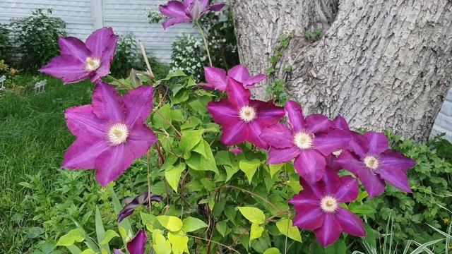 КЛЕМАТИС МАЗОВШЕ (MAZOWSZE) у меня в саду смотреть онлайн